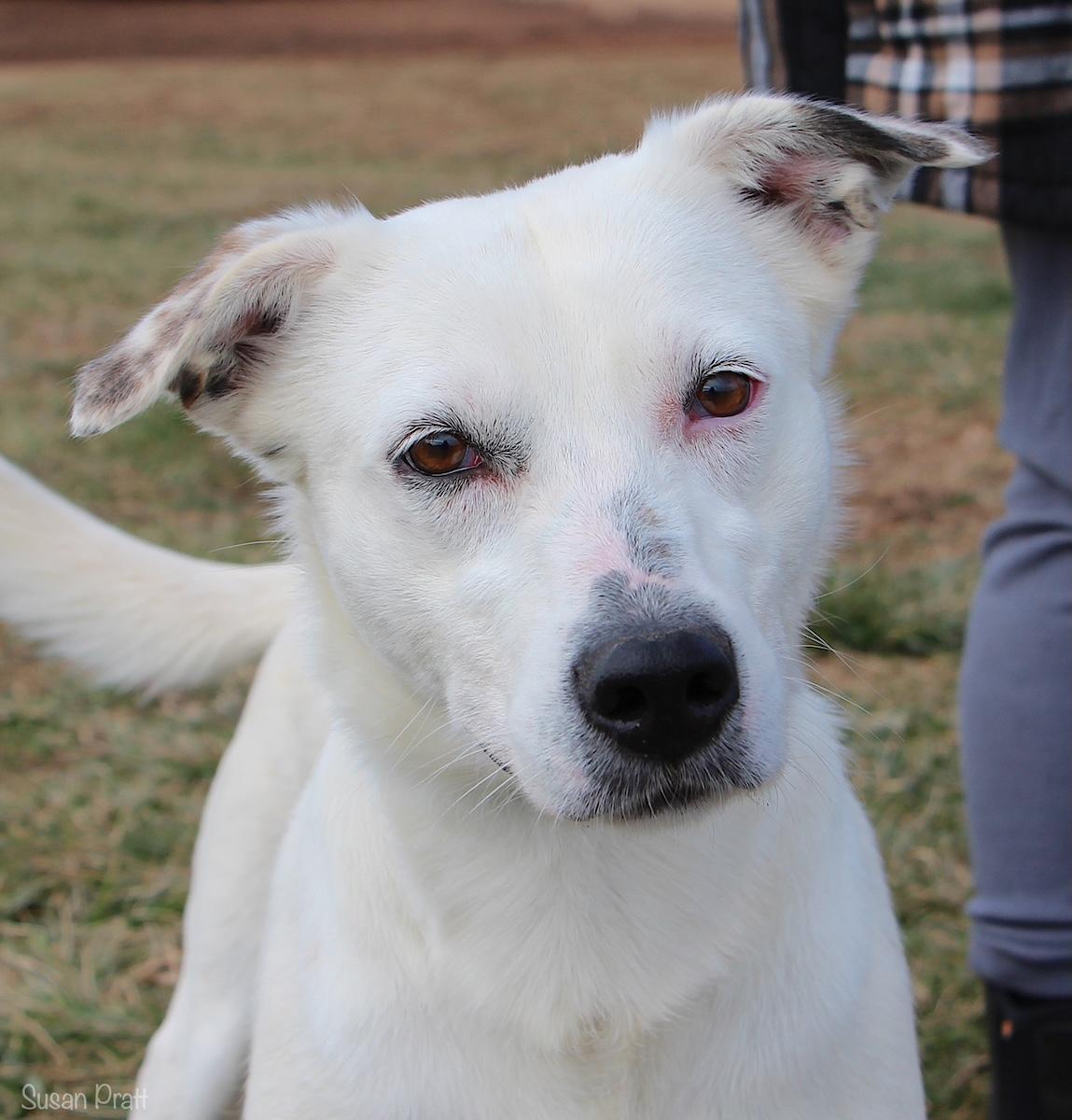 Enlarge Pearl, a Adoptable mixed breed in Bedford, VA image 1/3