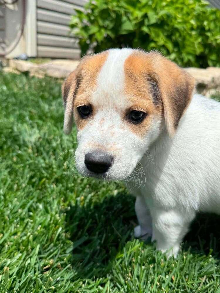 Rylee (Lee Litter), a Adoptable mixed breed in New Albany, OH image 3/3