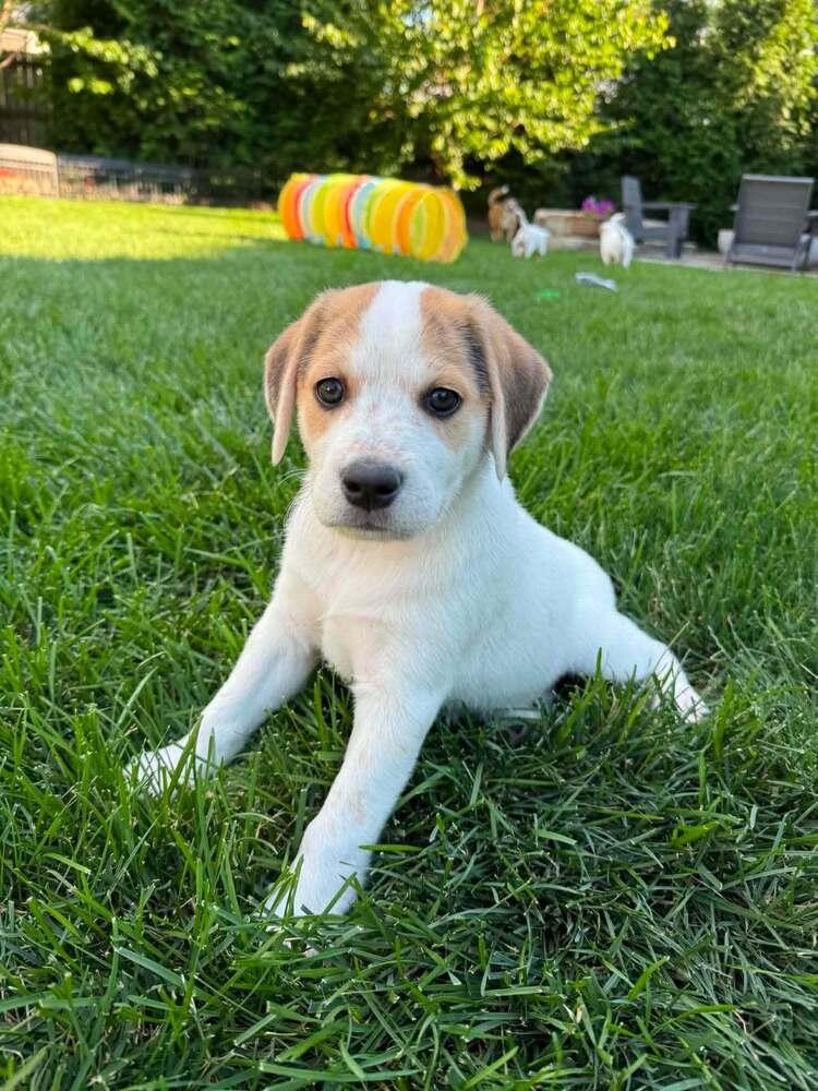 Rylee (Lee Litter), Adoptable, Puppy Female Australian Cattle Dog / Blue Heeler & Great Pyrenees.