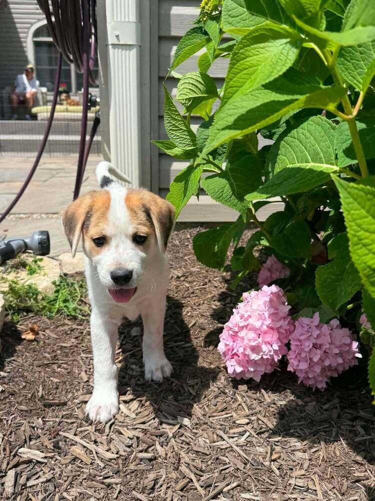 Rylee (Lee Litter), a Adoptable mixed breed in New Albany, OH image 2/3