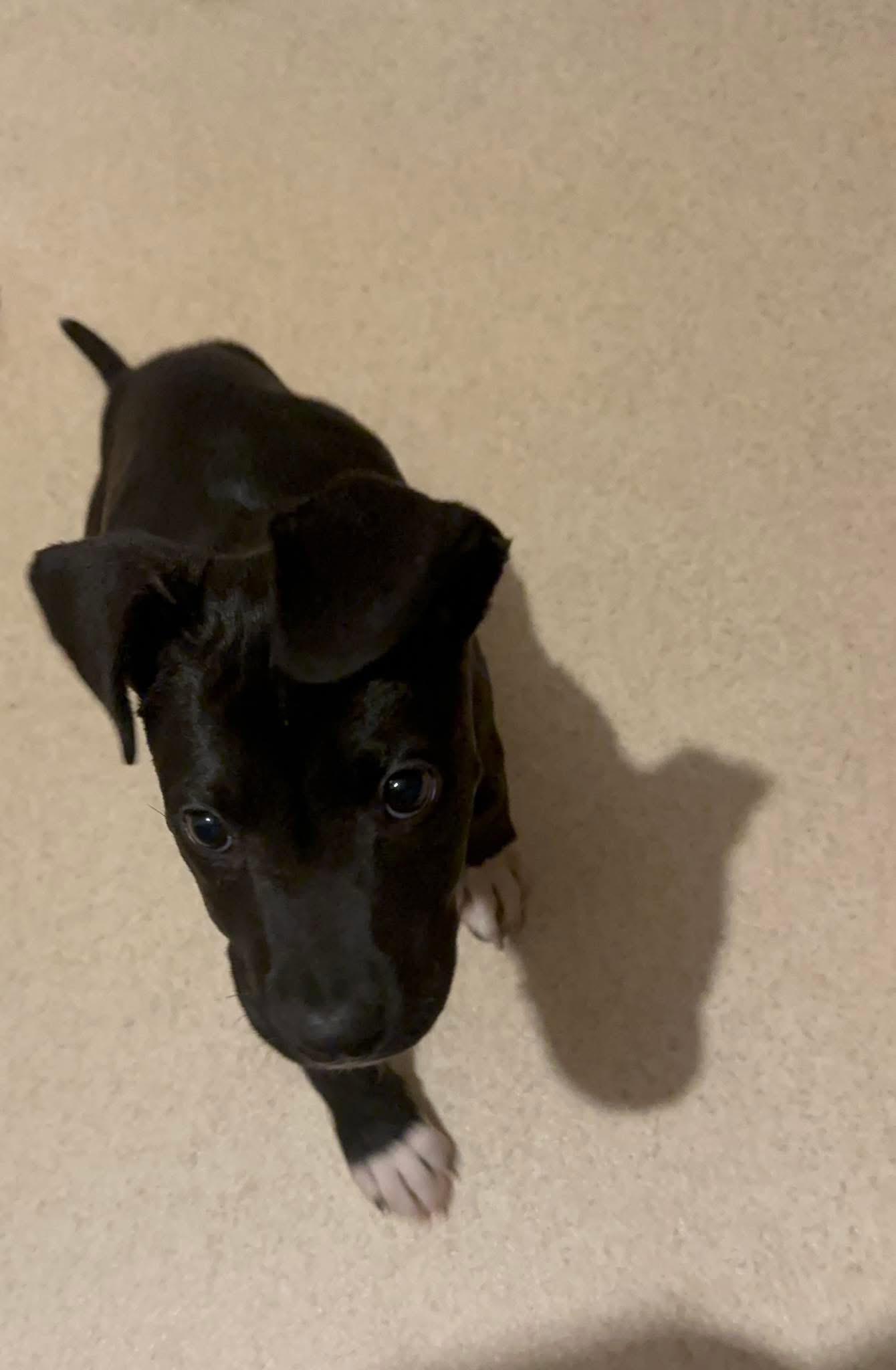 Enlarge Valentina, an adoptable mixed breed in Painesville, OH image 5/5