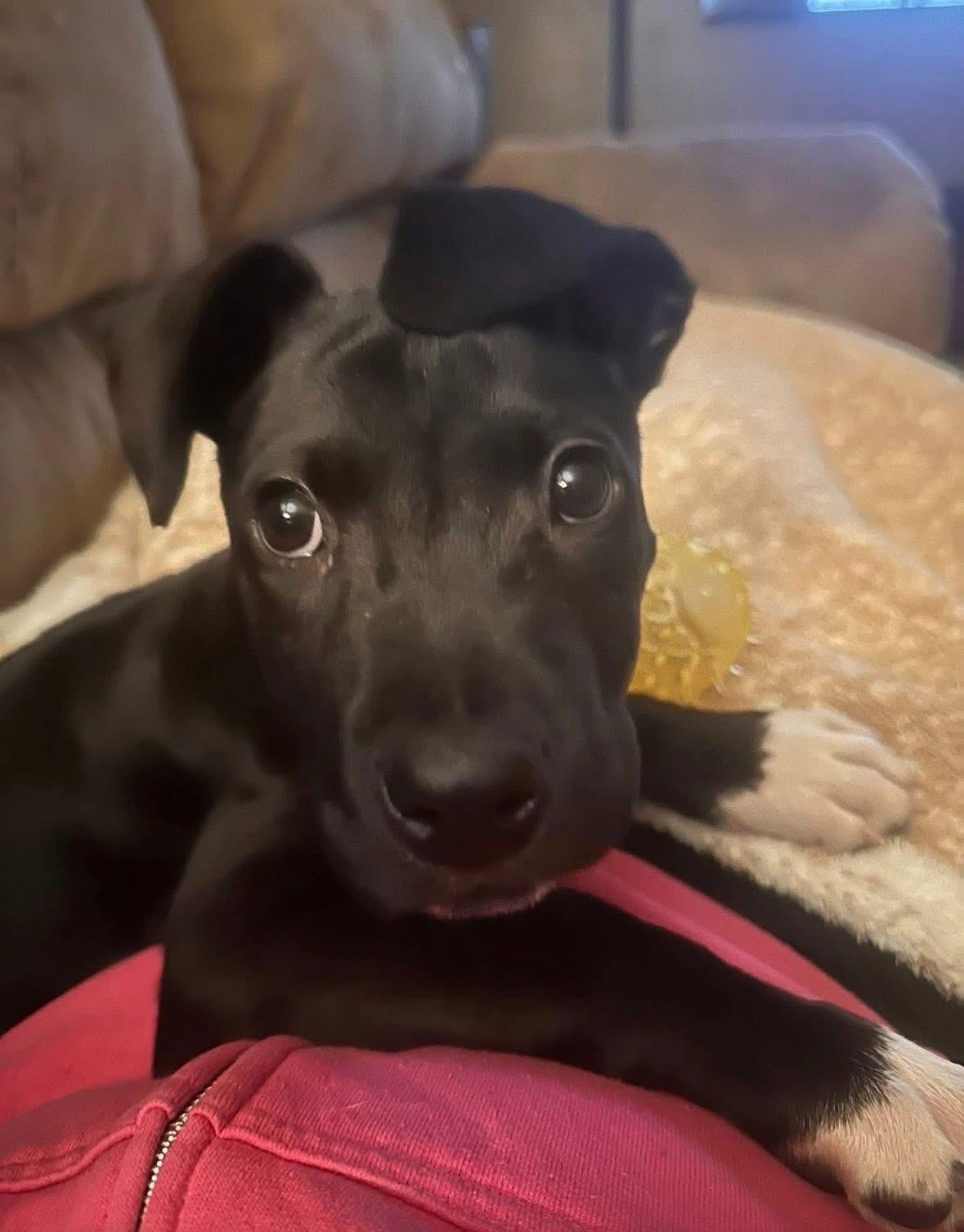 Valentina, adoptable, Puppy Female Pit Bull Terrier.