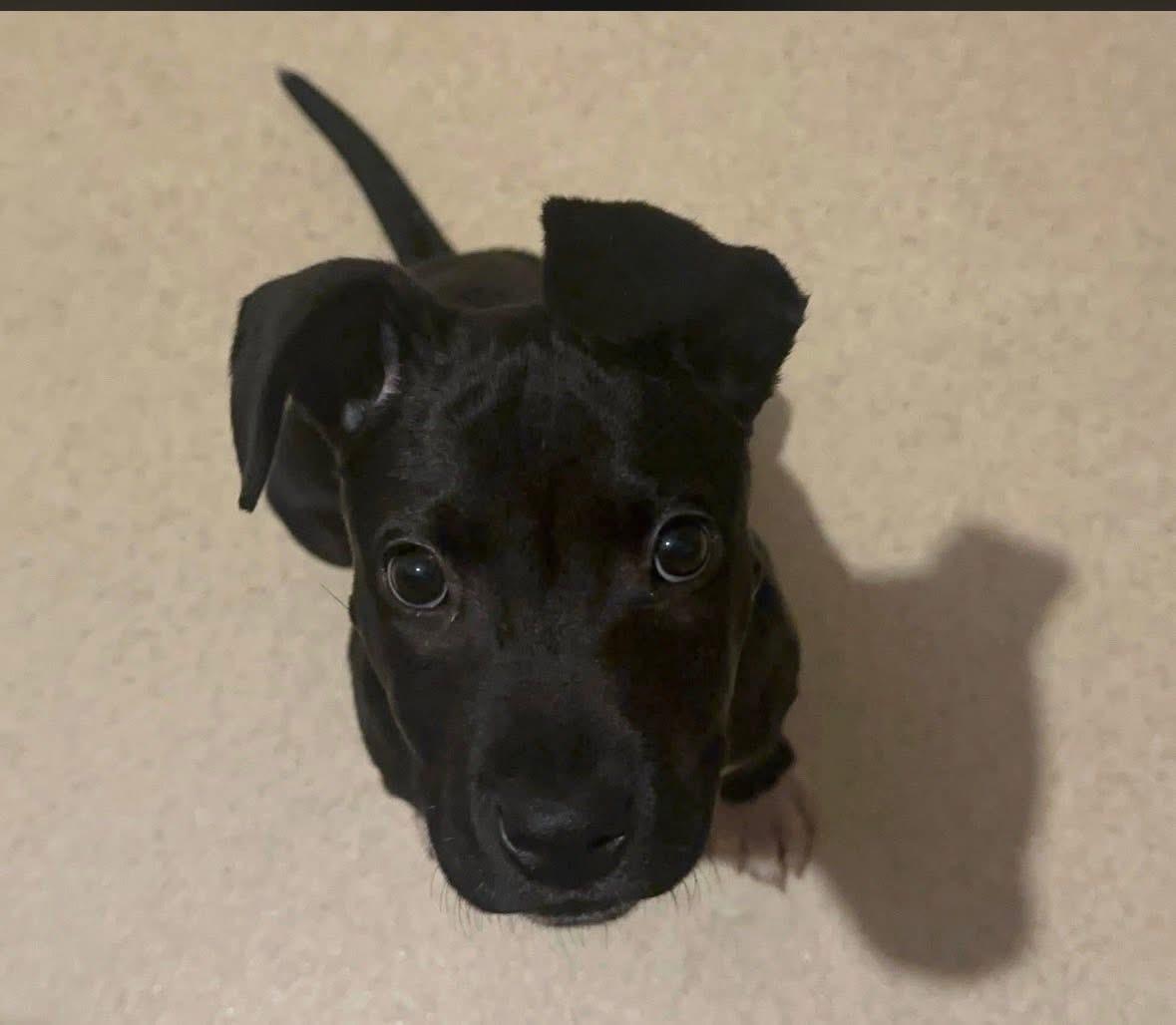 Enlarge Valentina, an adoptable mixed breed in Painesville, OH image 3/5