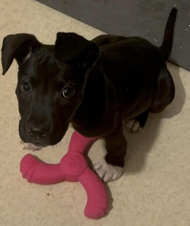 Enlarge Valentina, an adoptable mixed breed in Painesville, OH image 4/5