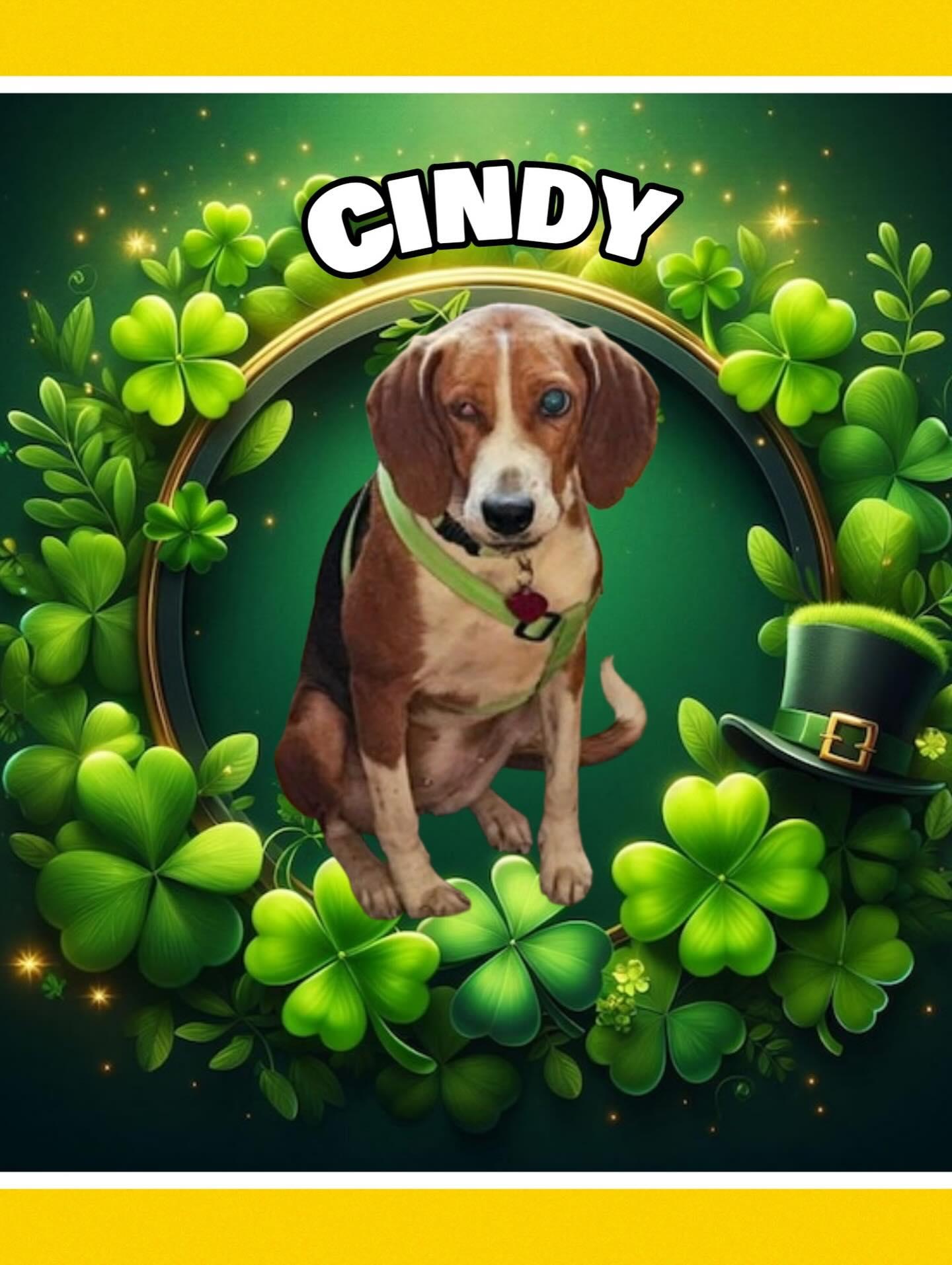 Enlarge Cindy, a ADOPTABLE Beagle in Raleigh, NC image 1/6