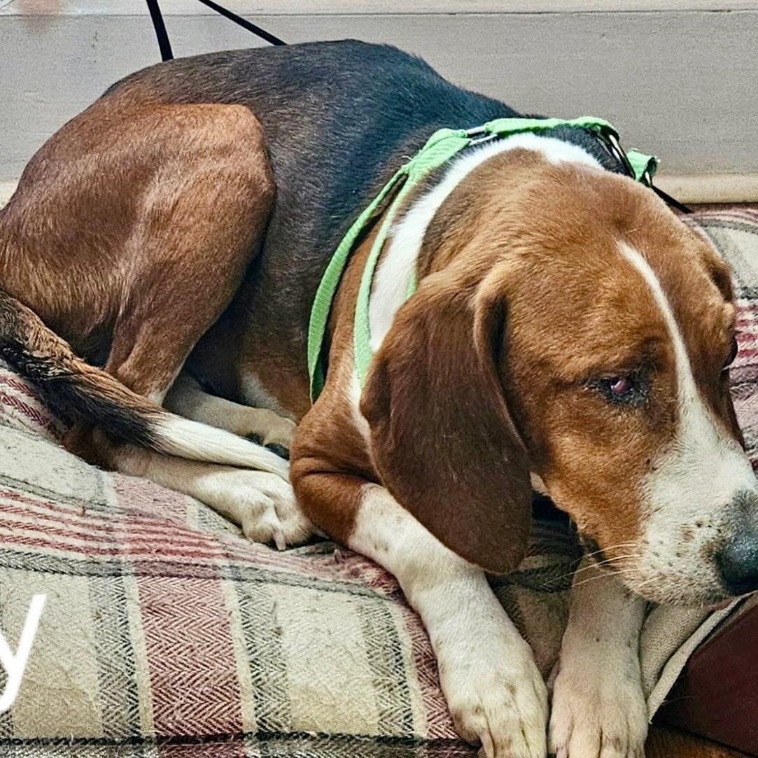 Enlarge Cindy, a ADOPTABLE Beagle in Raleigh, NC image 3/6
