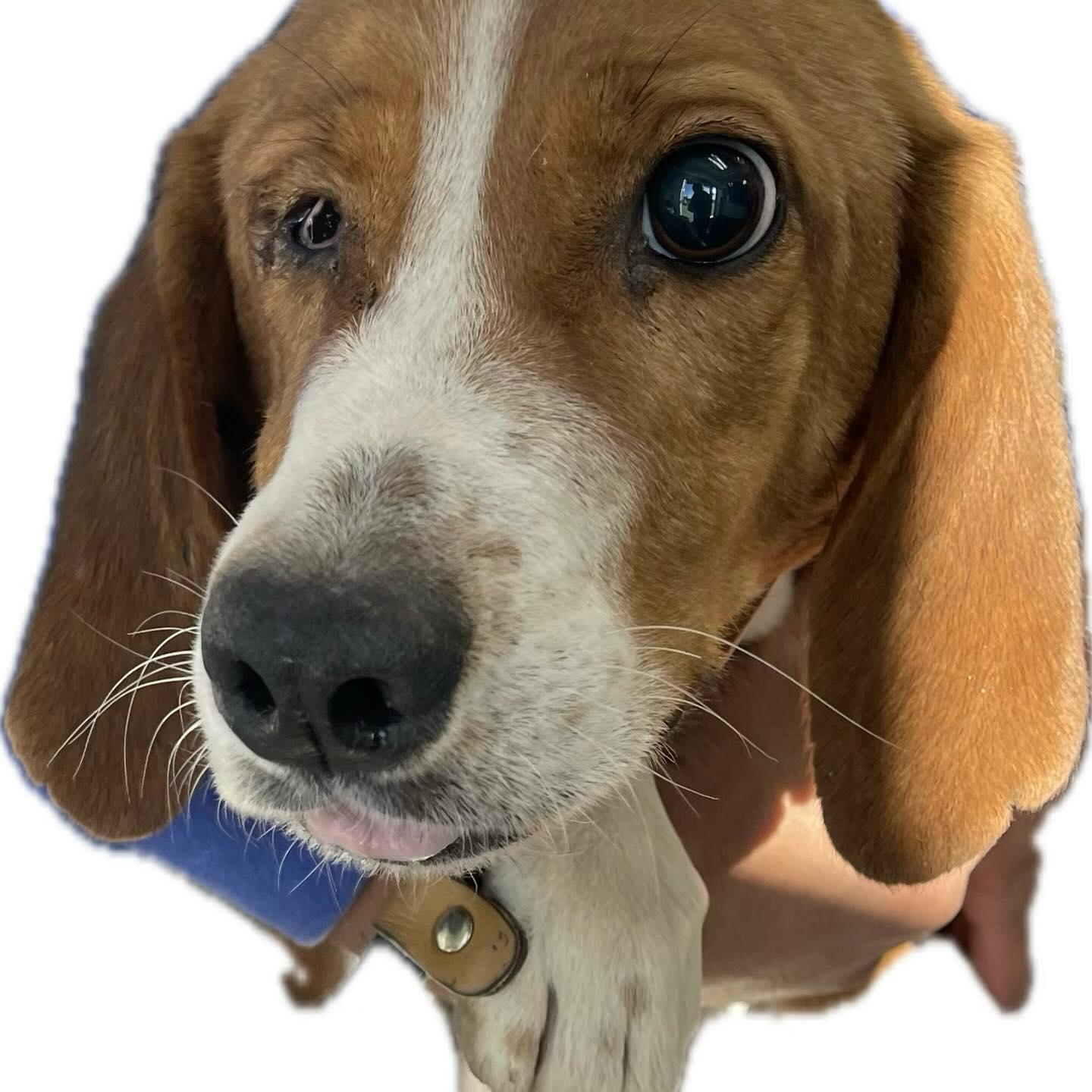 Enlarge Cindy, a ADOPTABLE Beagle in Raleigh, NC image 5/6