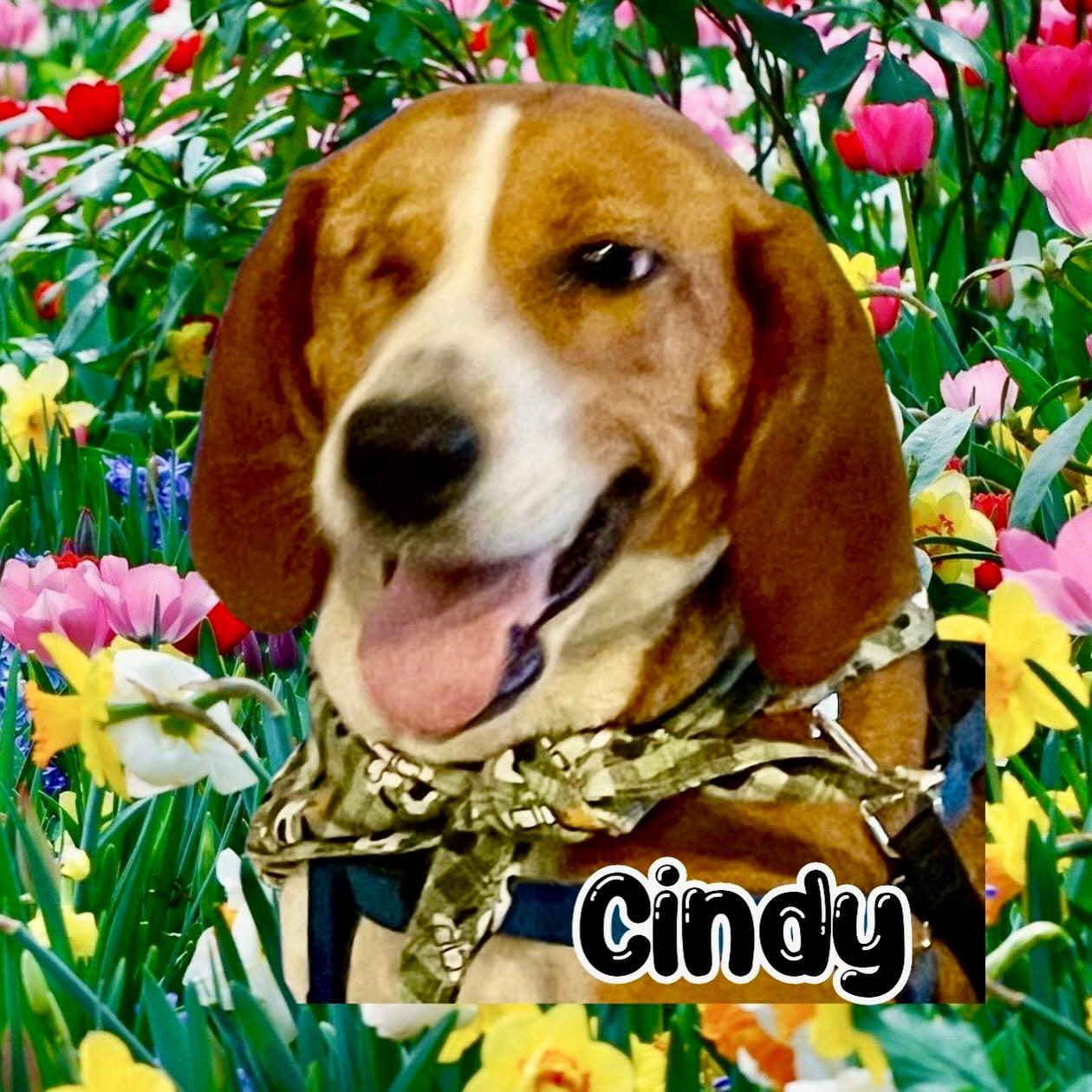 Cindy, a ADOPTABLE Beagle in Raleigh, NC image 1/6