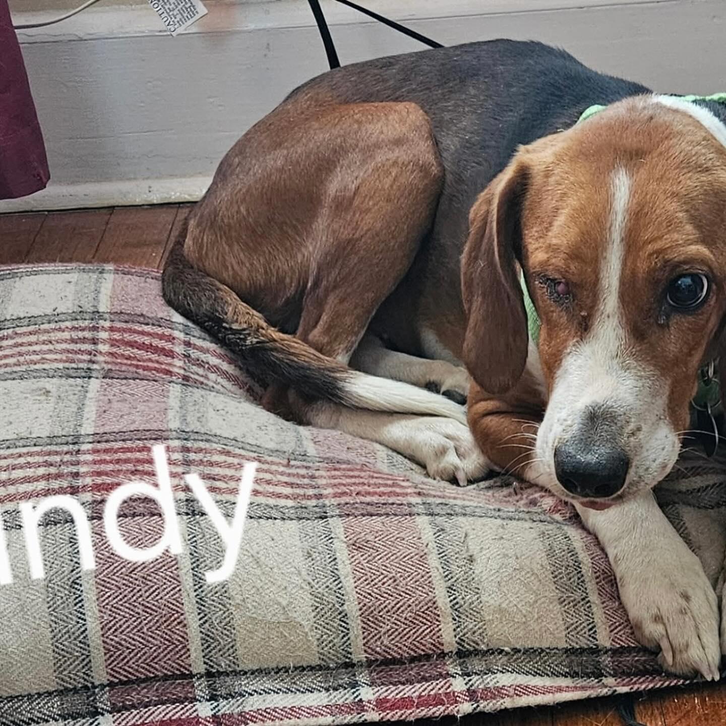 Enlarge Cindy, a ADOPTABLE Beagle in Raleigh, NC image 4/6
