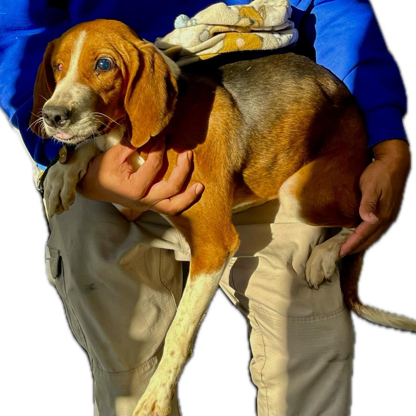 Enlarge Cindy, a ADOPTABLE Beagle in Raleigh, NC image 6/6