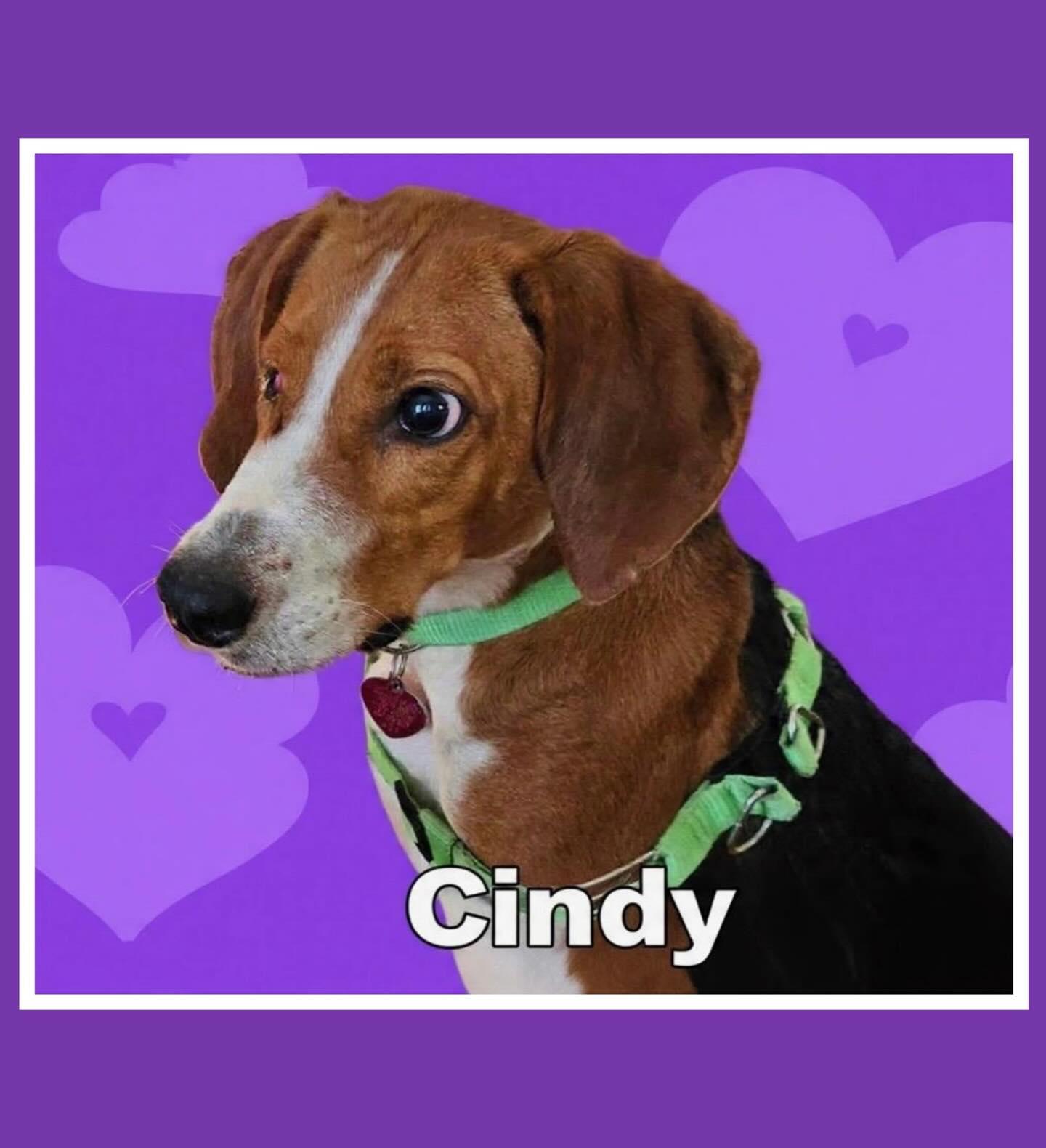 Cindy, ADOPTABLE, Adult Female Beagle.