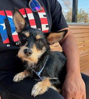 Enlarge Emma Grace, a Adoptable mixed breed in Austin, TX image 2/2