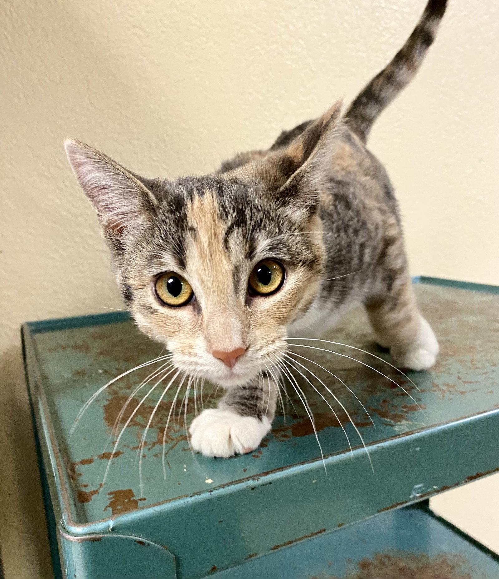 Enlarge Amren, a Adoptable mixed breed in Fargo, ND image 2/2