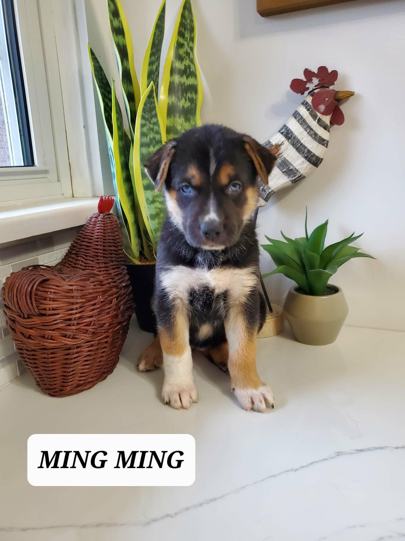 Ming Ming (20260105-06)