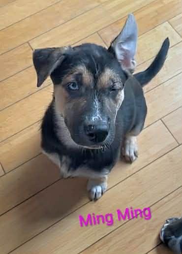 Ming Ming (20260105-06) — thumbnail 2