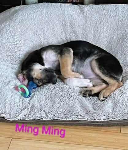 Ming Ming (20260105-06) — thumbnail 3