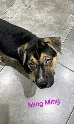 Ming Ming (20260105-06) — thumbnail 4