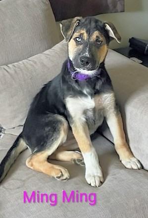 Ming Ming (20260105-06) — thumbnail 5