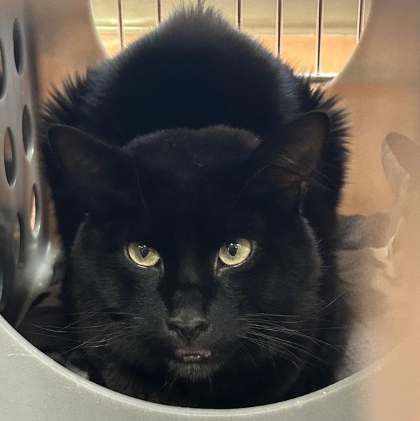 Filbert, Adoptable, Adult Male Domestic Medium Hair.