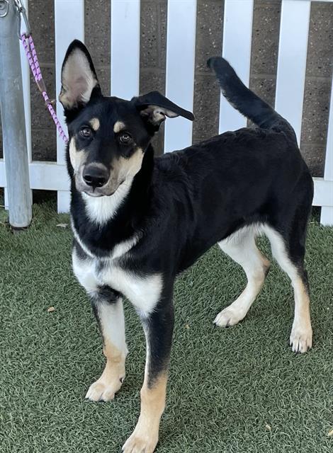 DALLAS, Adoptable, Young Male German Shepherd Dog & Mixed Breed.