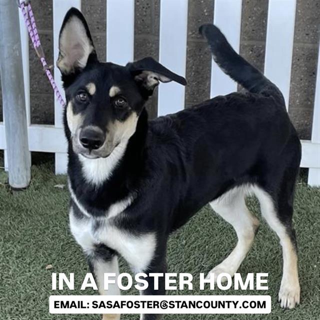 DALLAS, Adoptable, Young Male German Shepherd Dog & Mixed Breed.