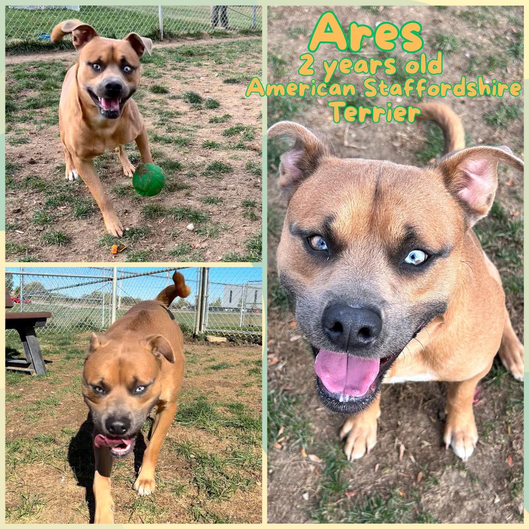 Ares, Adoptable, Adult Male American Staffordshire Terrier.