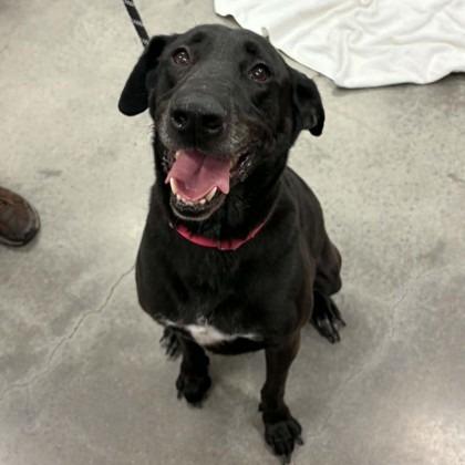 Rex, Adoptable, Senior Male Retriever & Mixed Breed.