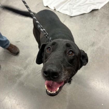 Enlarge Rex, a Adoptable mixed breed in Voorhees, NJ image 2/2