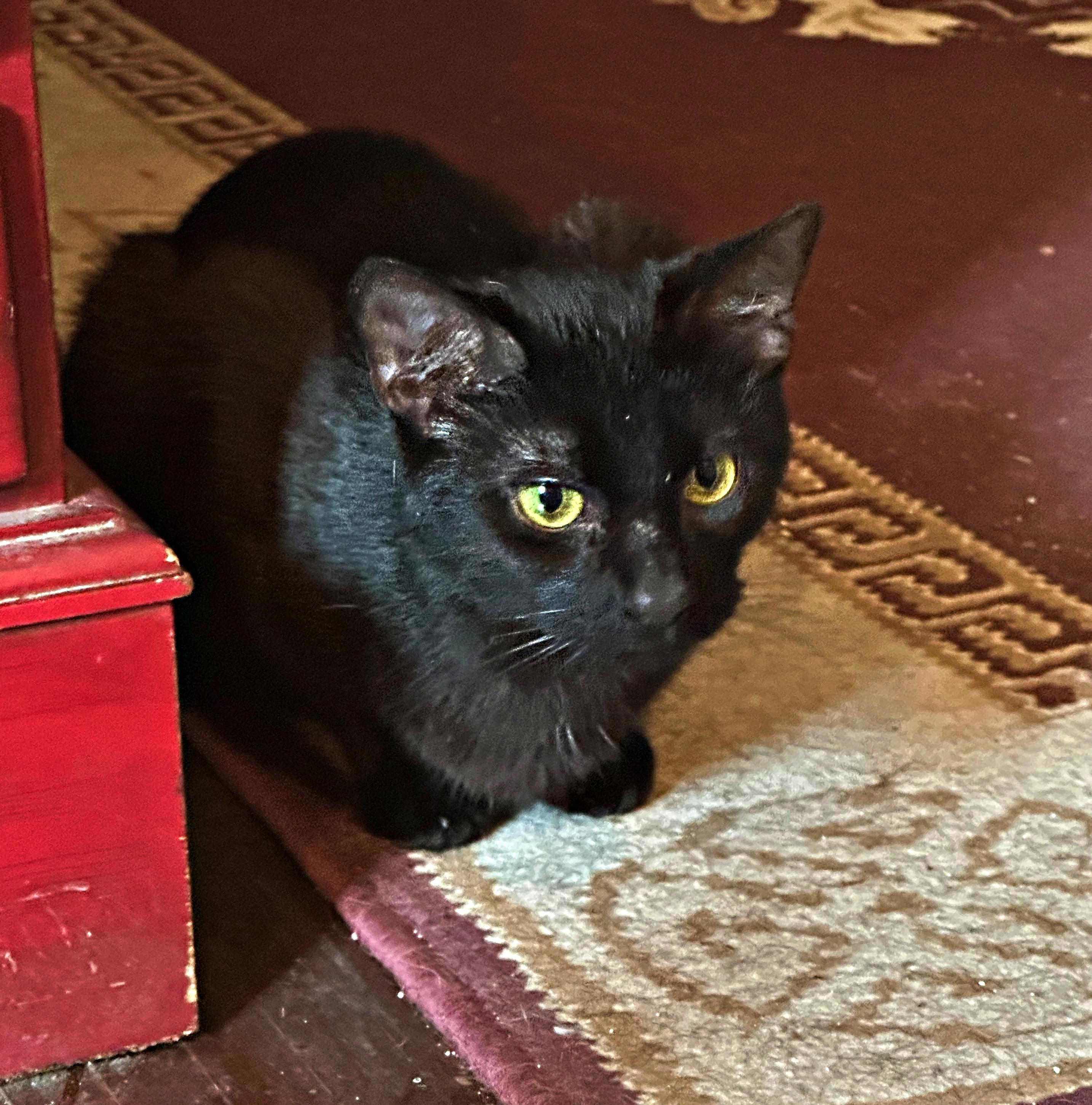 Enlarge Miss Kitty, a Adopted Domestic Short Hair in Baltimore, MD image 4/5