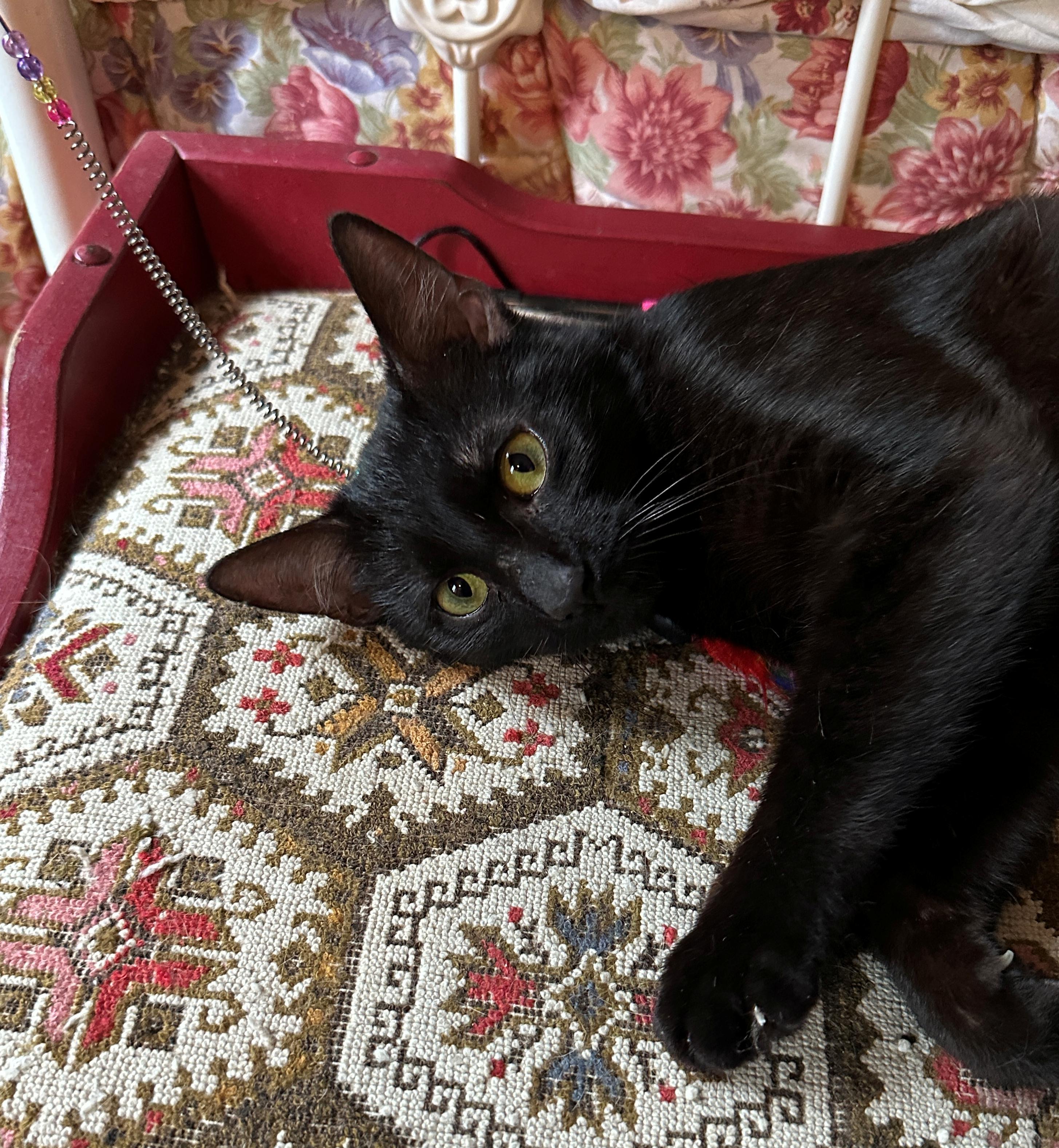 Enlarge Miss Kitty, a Adopted Domestic Short Hair in Baltimore, MD image 3/5