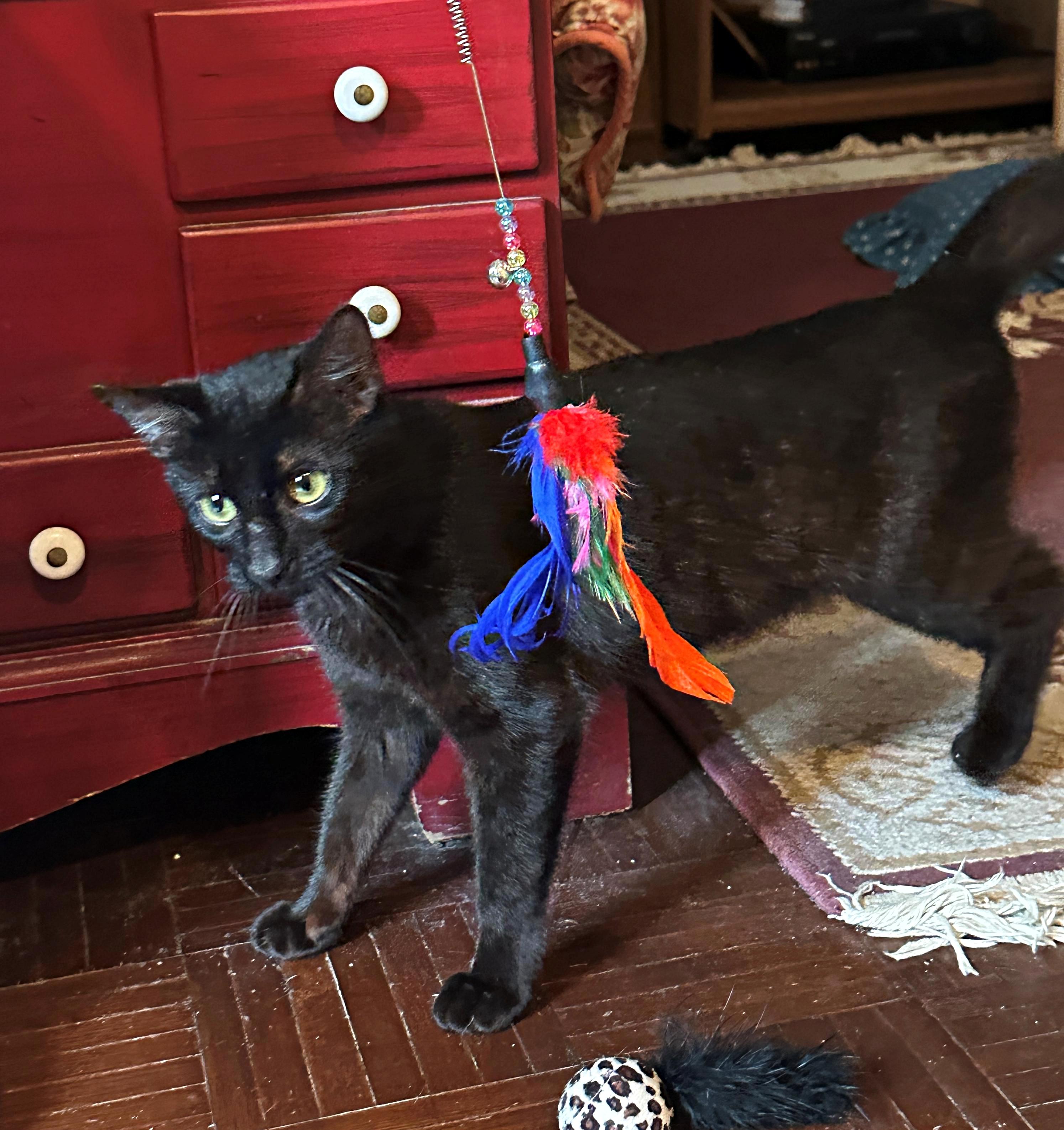 Enlarge Miss Kitty, a Adopted Domestic Short Hair in Baltimore, MD image 5/5