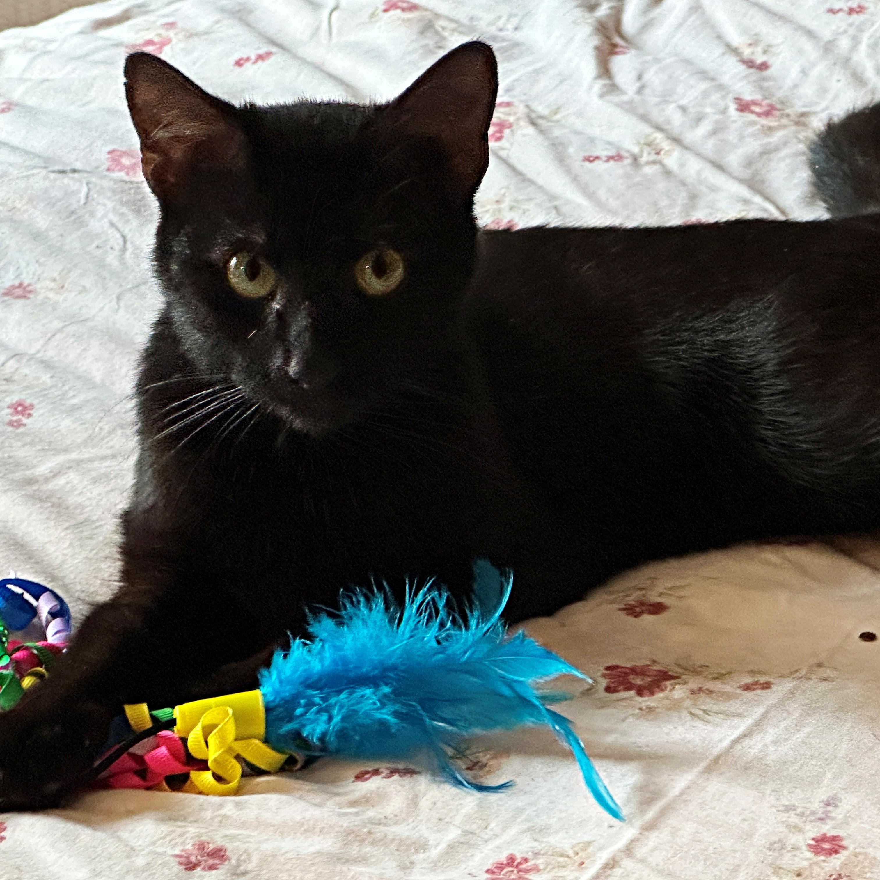 Miss Kitty, Adopted, Young Female Domestic Short Hair.