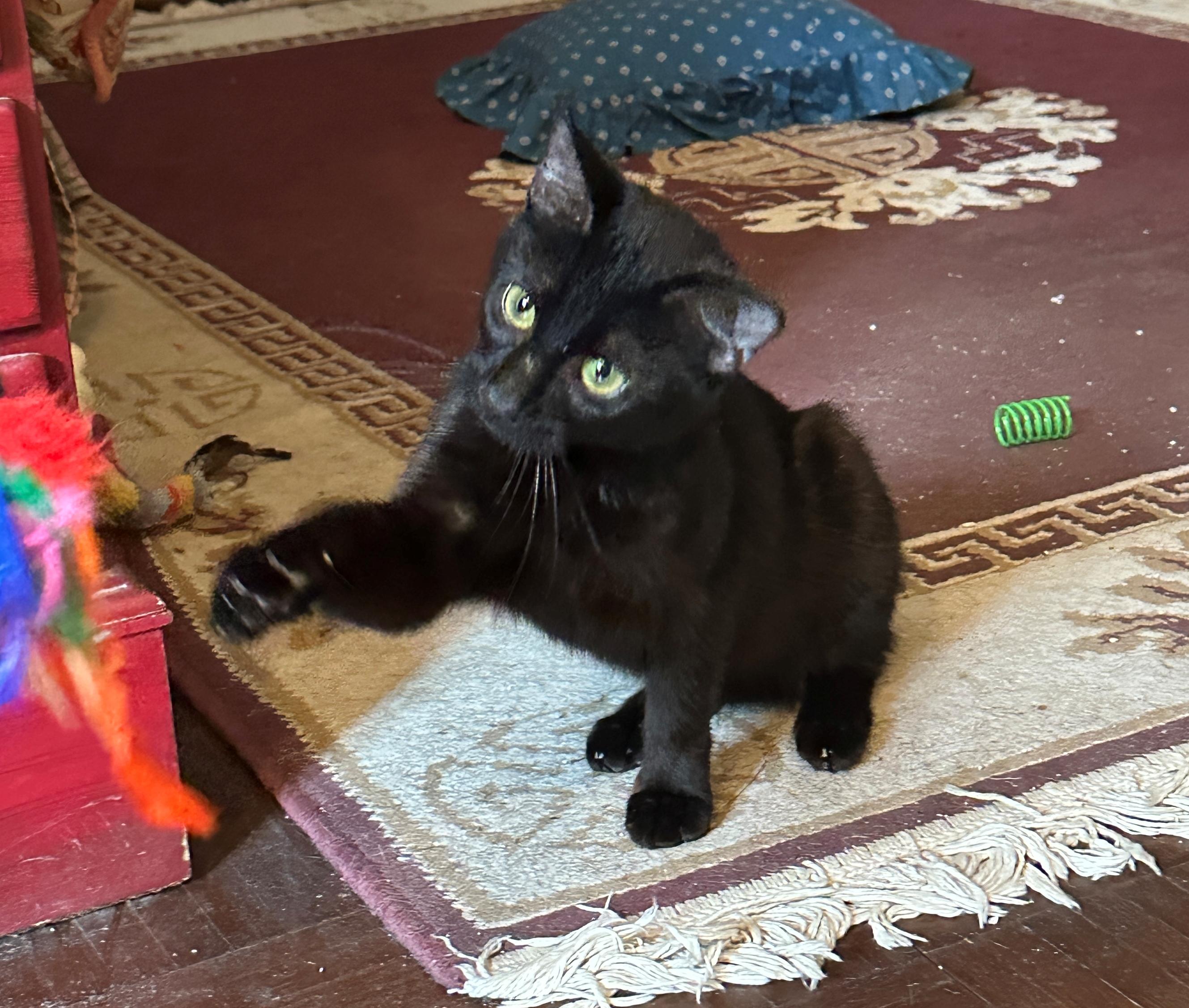 Enlarge Miss Kitty, a Adopted Domestic Short Hair in Baltimore, MD image 2/5