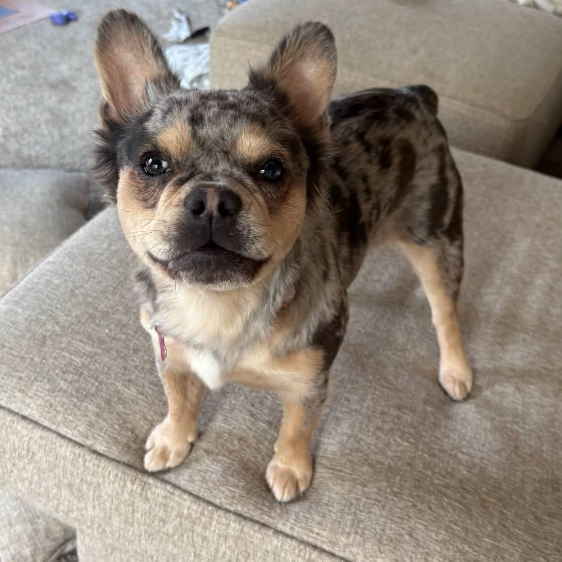 Paisley, Adoptable, Young Female French Bulldog.