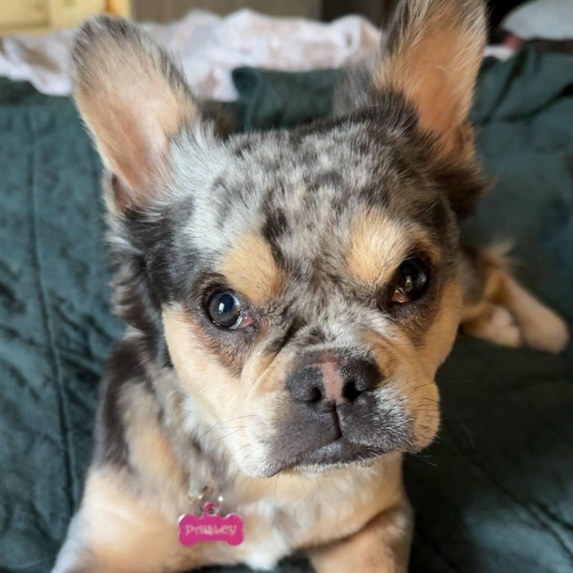 Paisley, a Adoptable French Bulldog in Buffalo, NY image 2/5