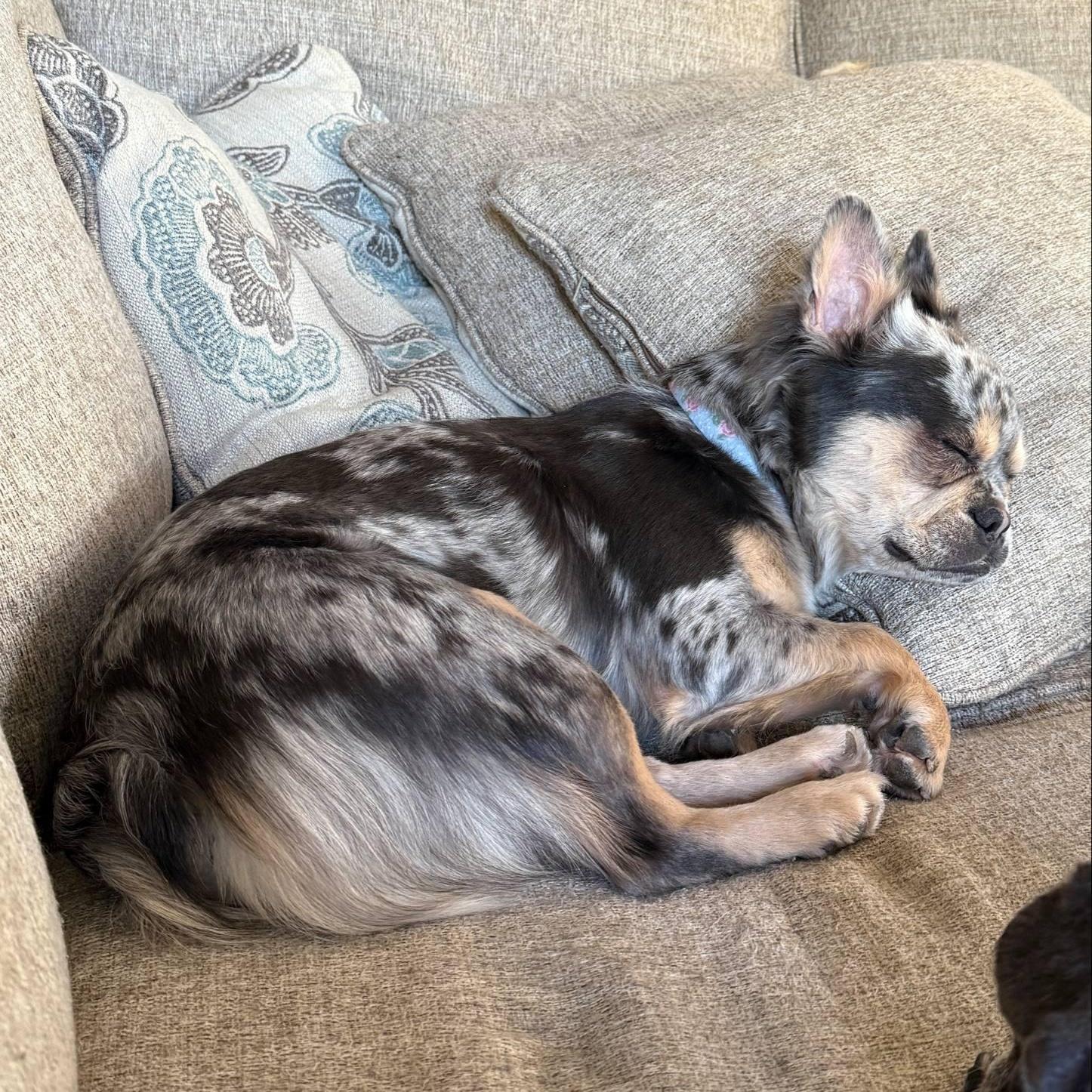 Paisley, a Adoptable French Bulldog in Buffalo, NY image 3/5