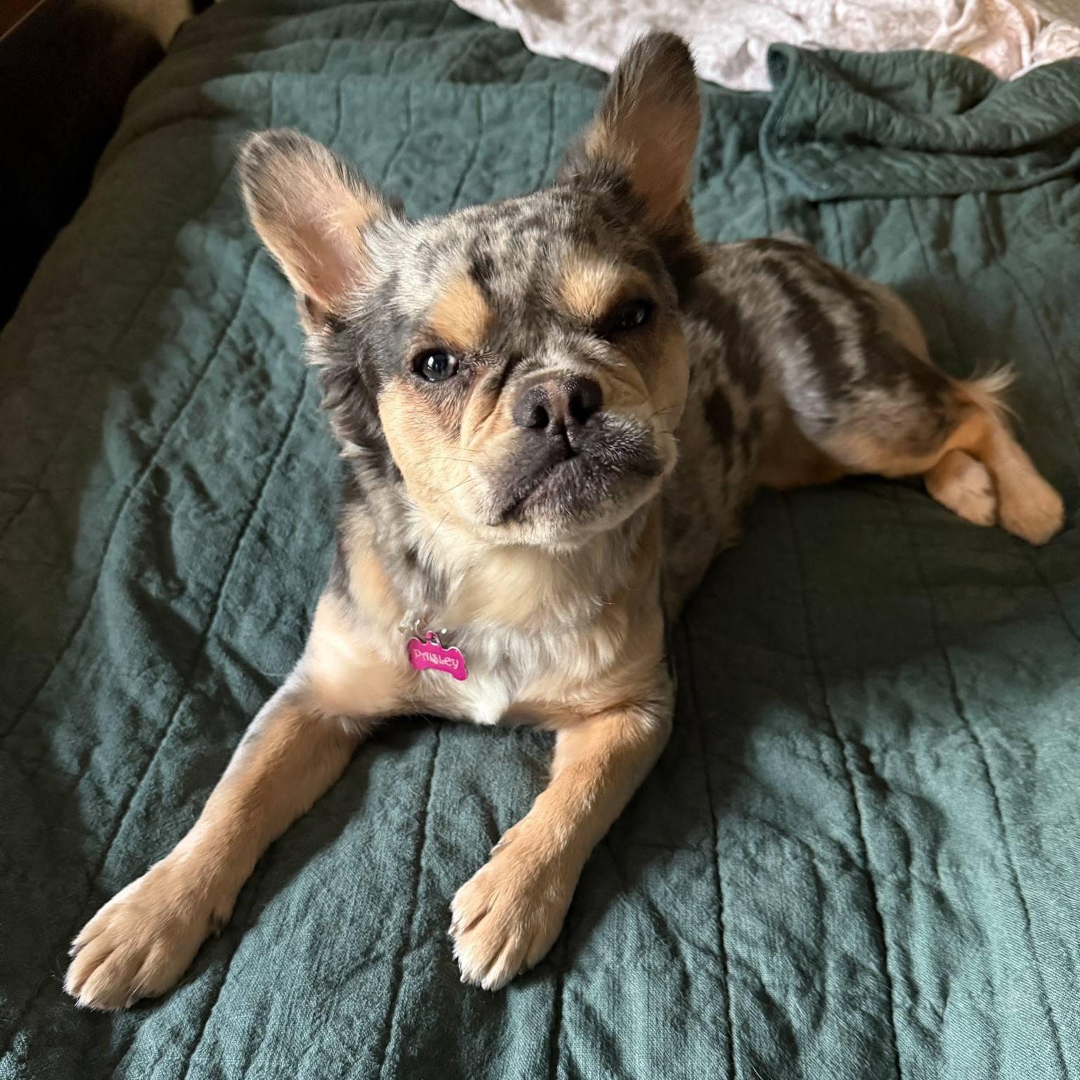 Paisley, a Adoptable French Bulldog in Buffalo, NY image 5/5