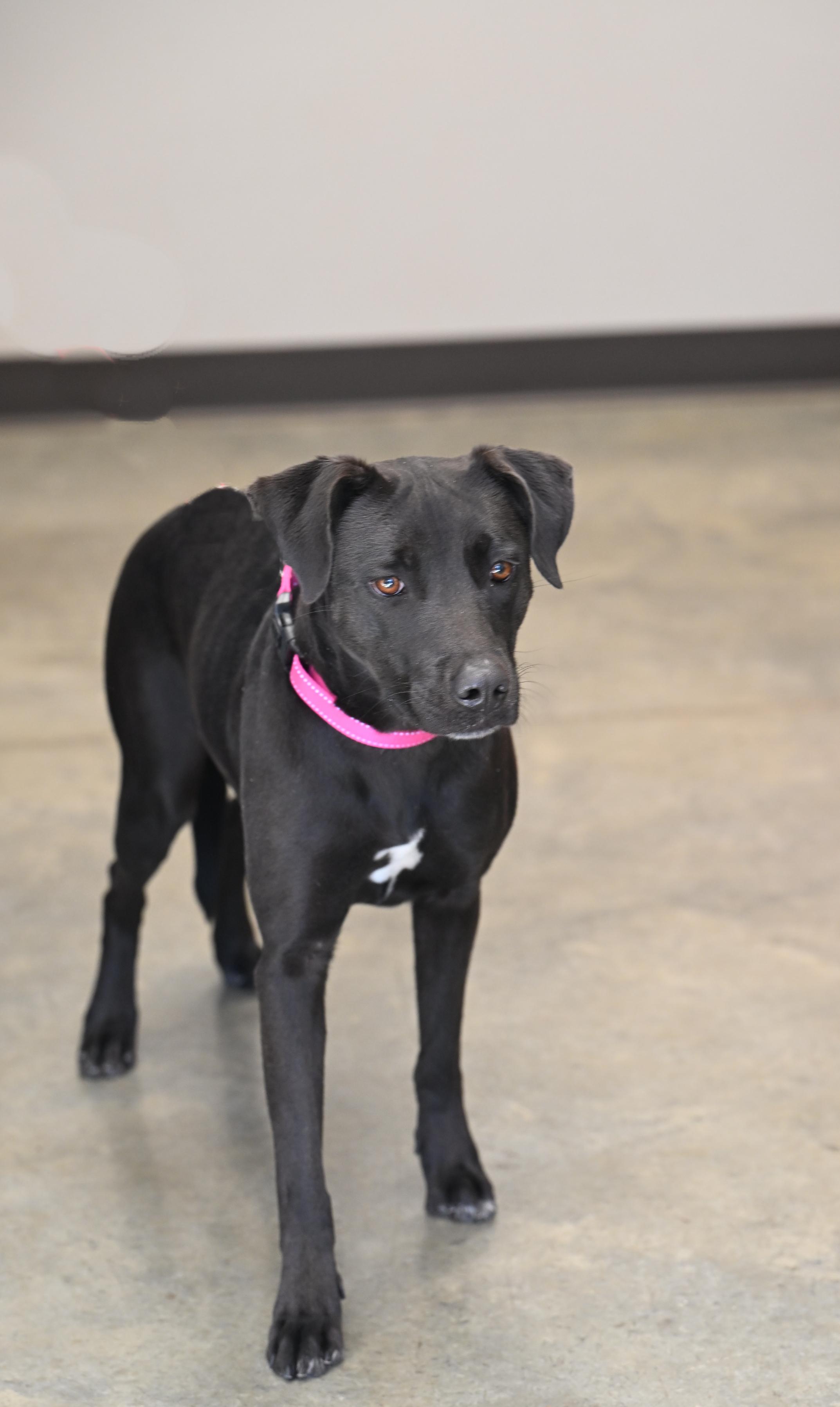 Enlarge Gracie, an adopted mixed breed in Hot Springs, AR image 1/1