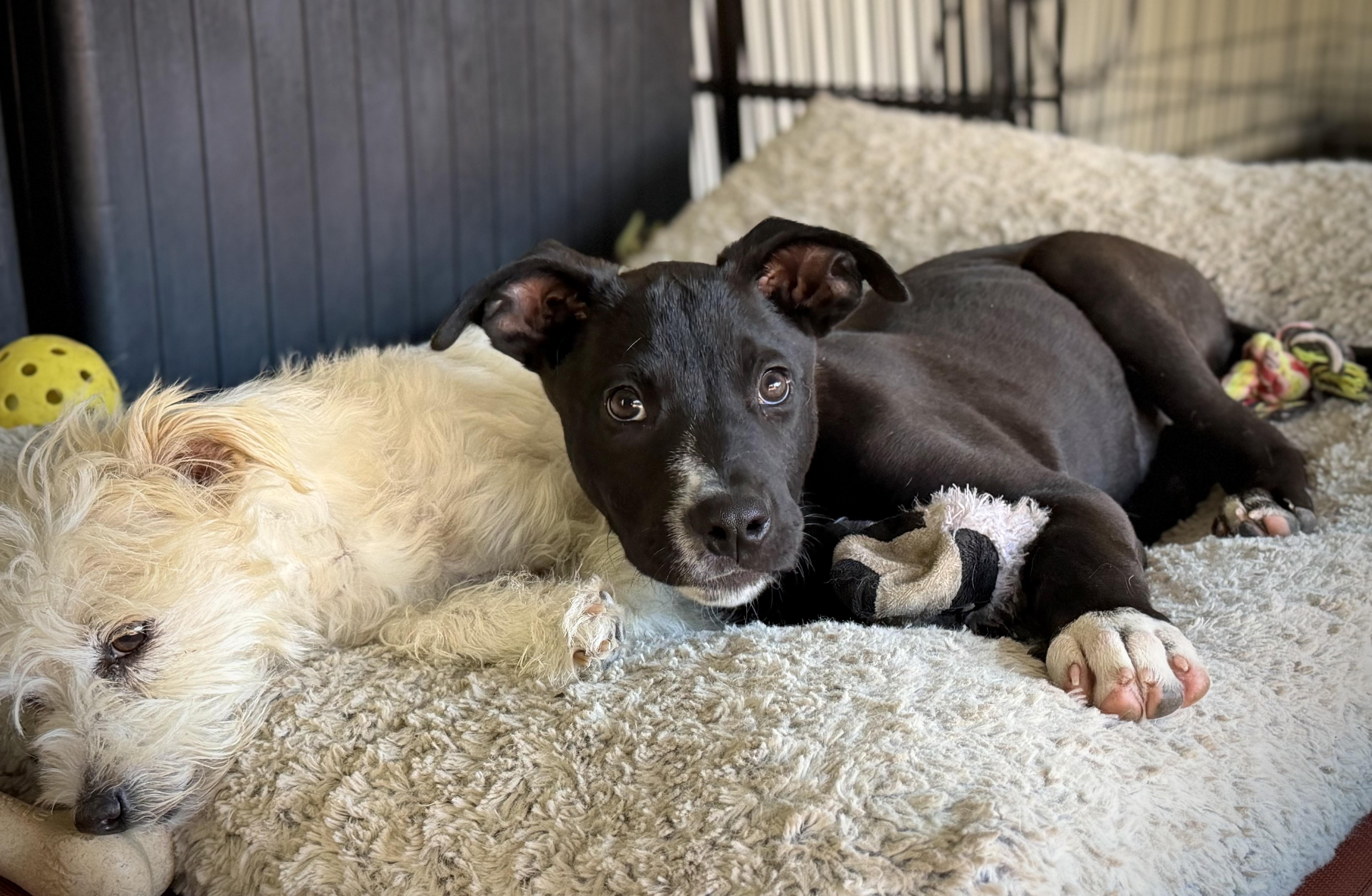 Enlarge Meatball, a Adoptable mixed breed in Oakland, CA image 3/5