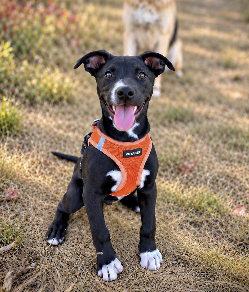Enlarge Meatball, a Adoptable mixed breed in Oakland, CA image 1/5