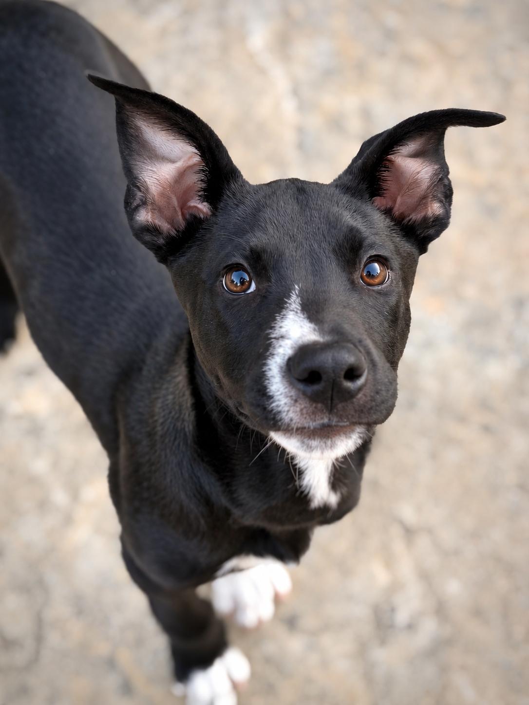 Meatball, Adopted, Puppy Male Border Collie.
