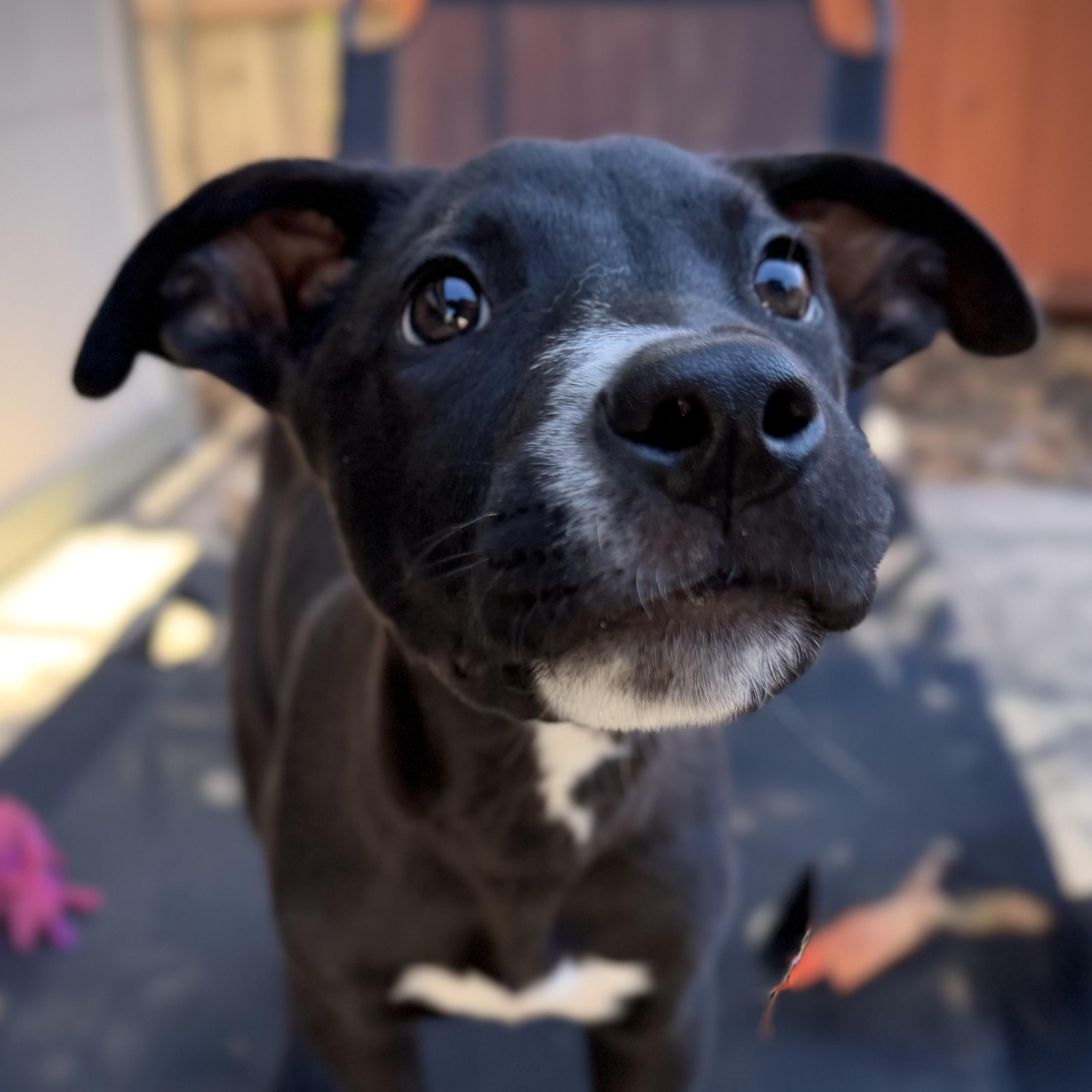 Enlarge Meatball, a Adoptable mixed breed in Oakland, CA image 2/5