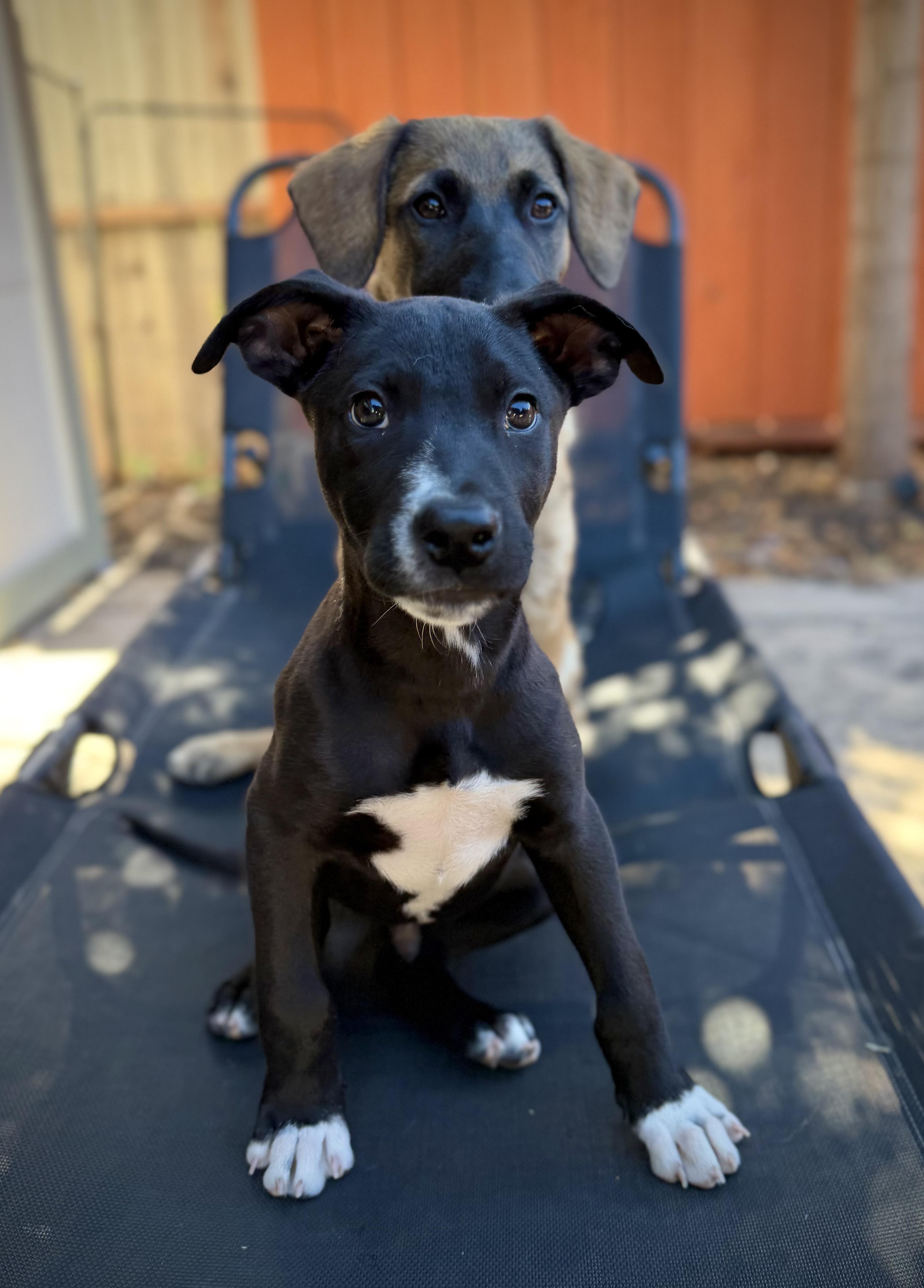 Enlarge Meatball, a Adoptable mixed breed in Oakland, CA image 4/5