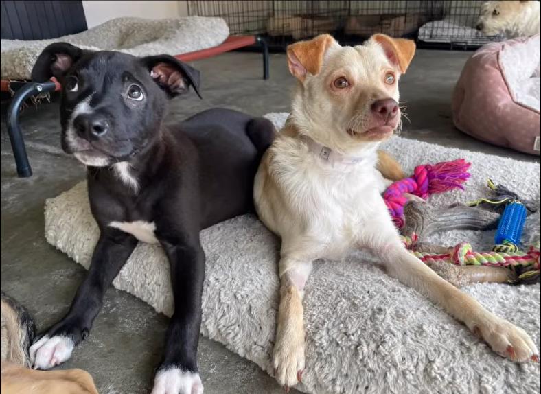 Enlarge Meatball, a Adoptable mixed breed in Oakland, CA image 5/5
