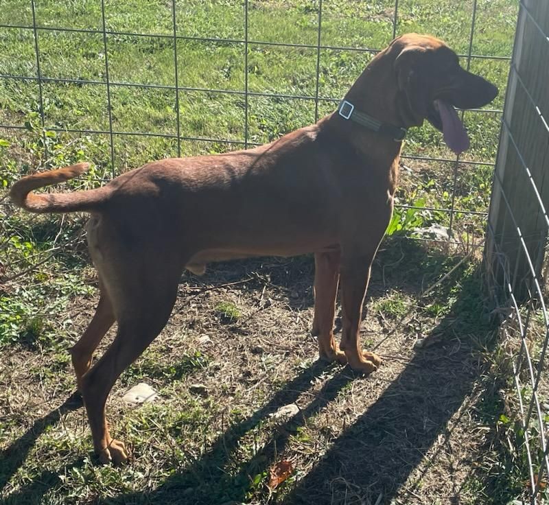 Red, Adoptable, Adult Male Coonhound.