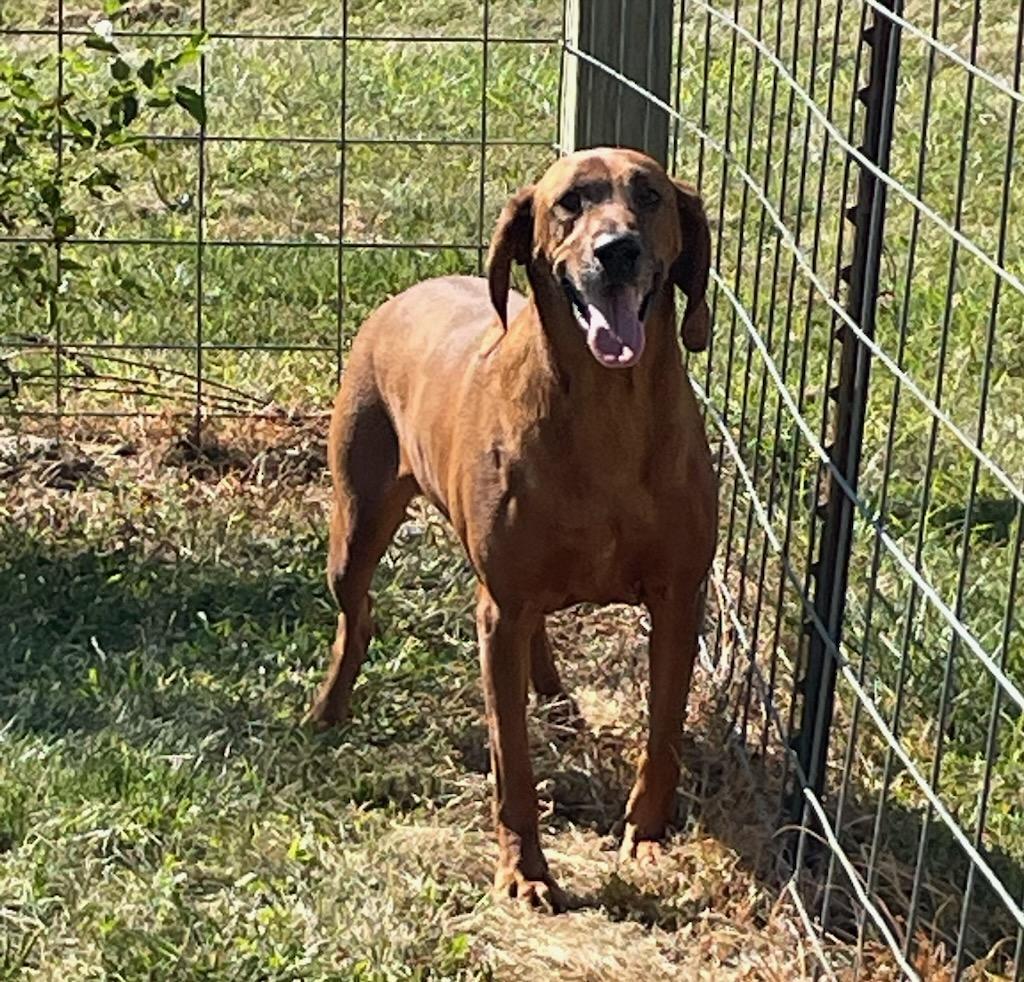 Red, a Adoptable Coonhound in Loveland, OH image 1/4