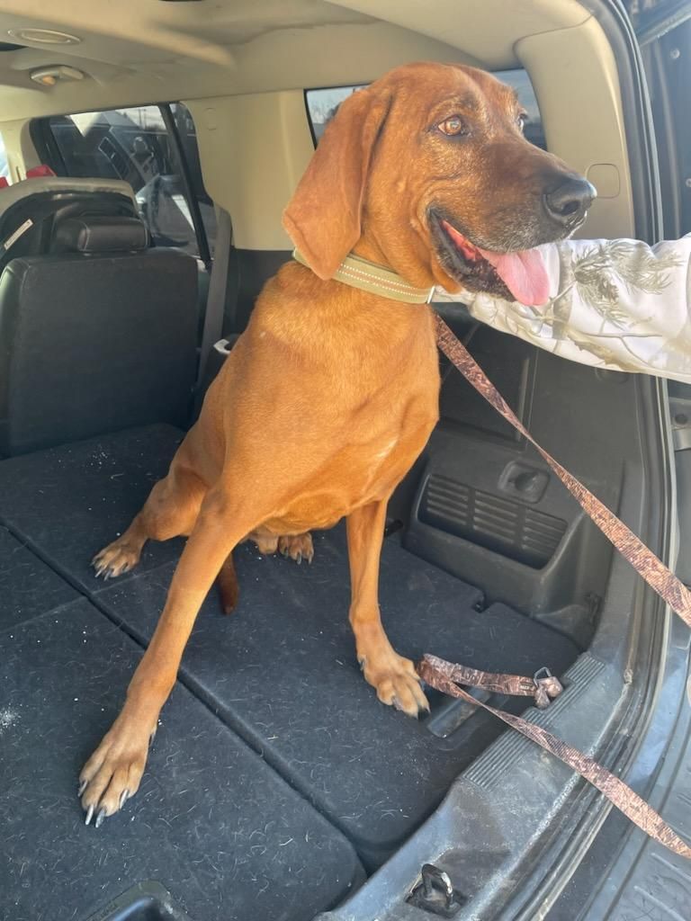 Red, a Adoptable Coonhound in Loveland, OH image 2/4