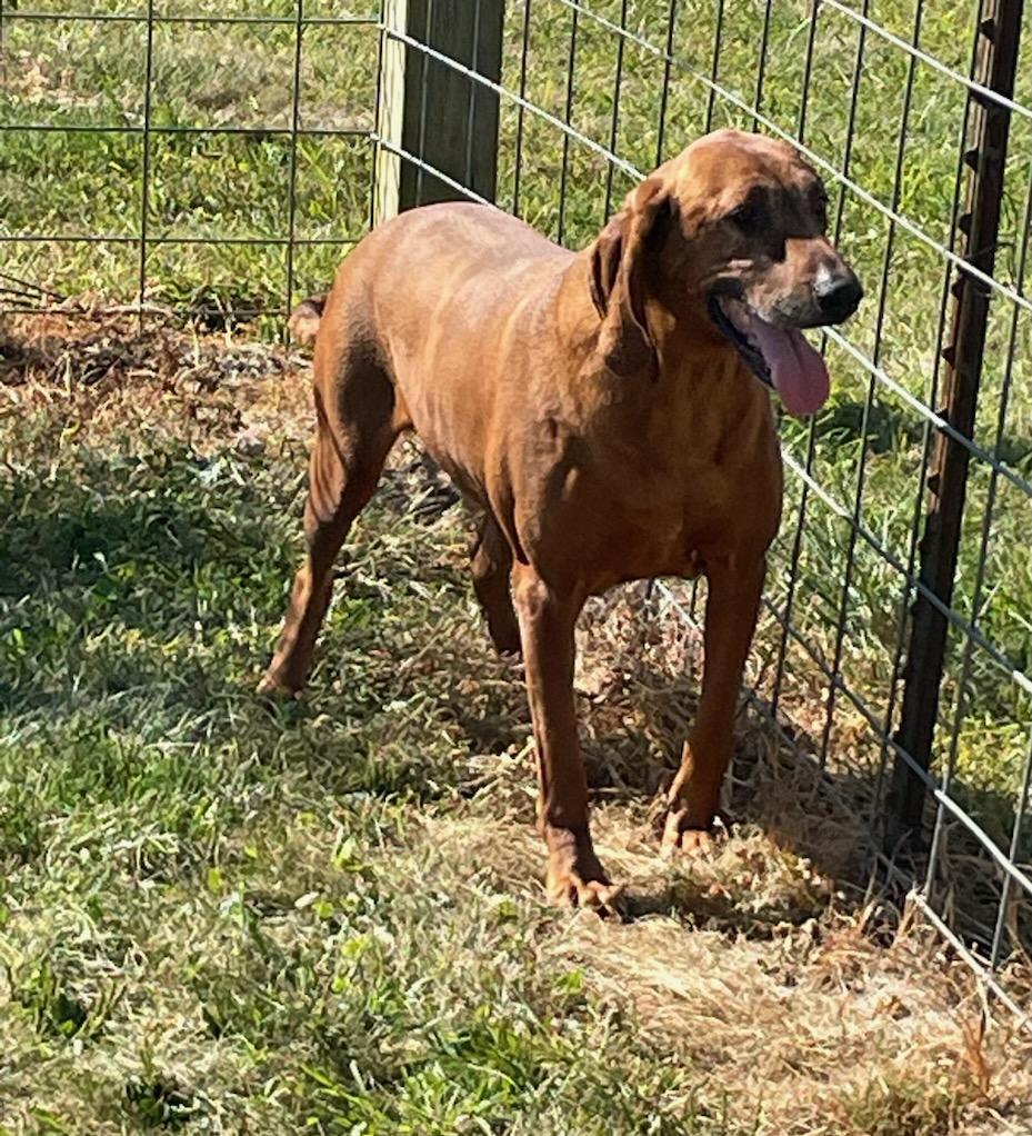 Red, a Adoptable Coonhound in Loveland, OH image 3/4