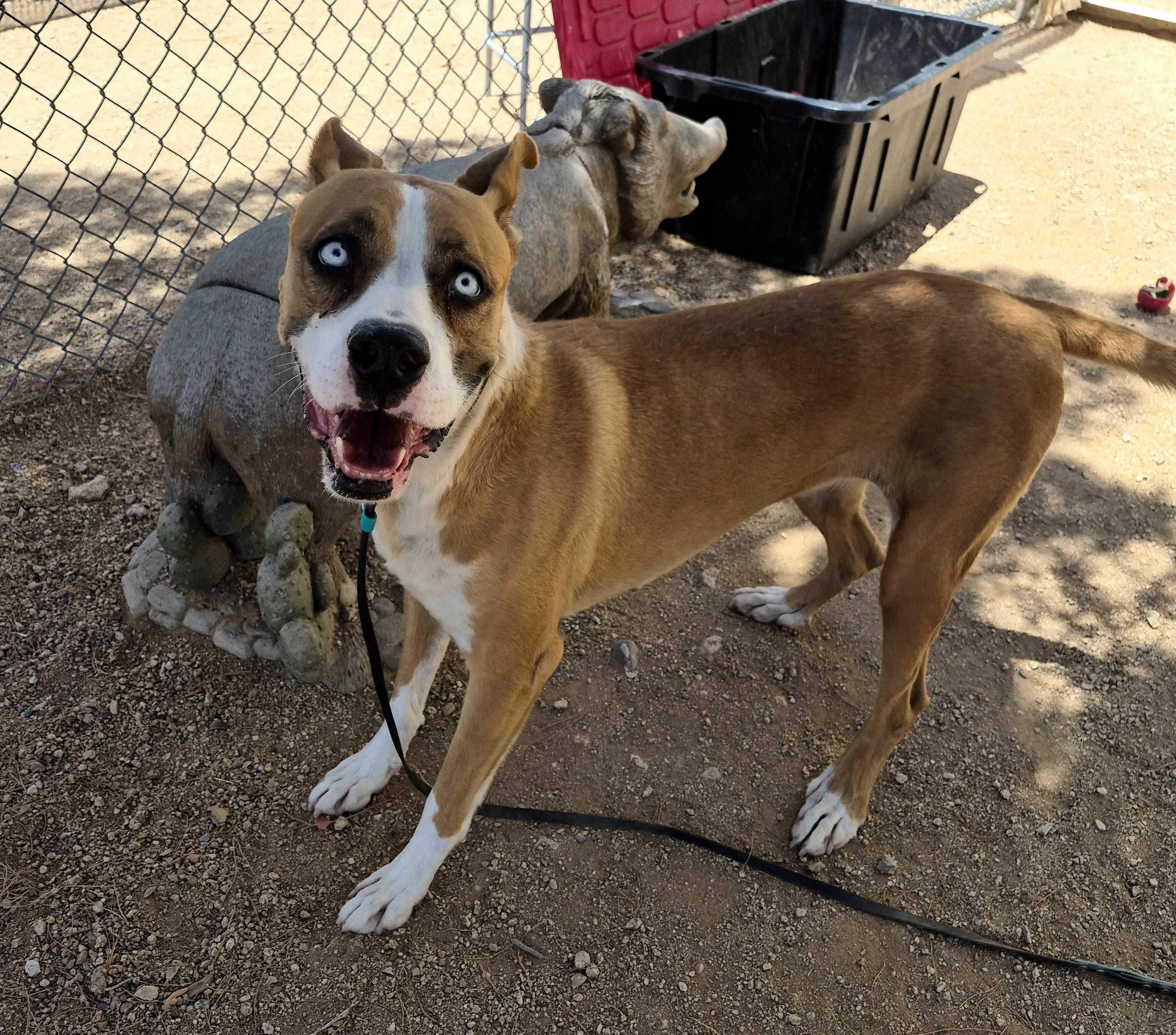 Enlarge Lola, a ADOPTABLE mixed breed in Sierra Vista, AZ image 2/2