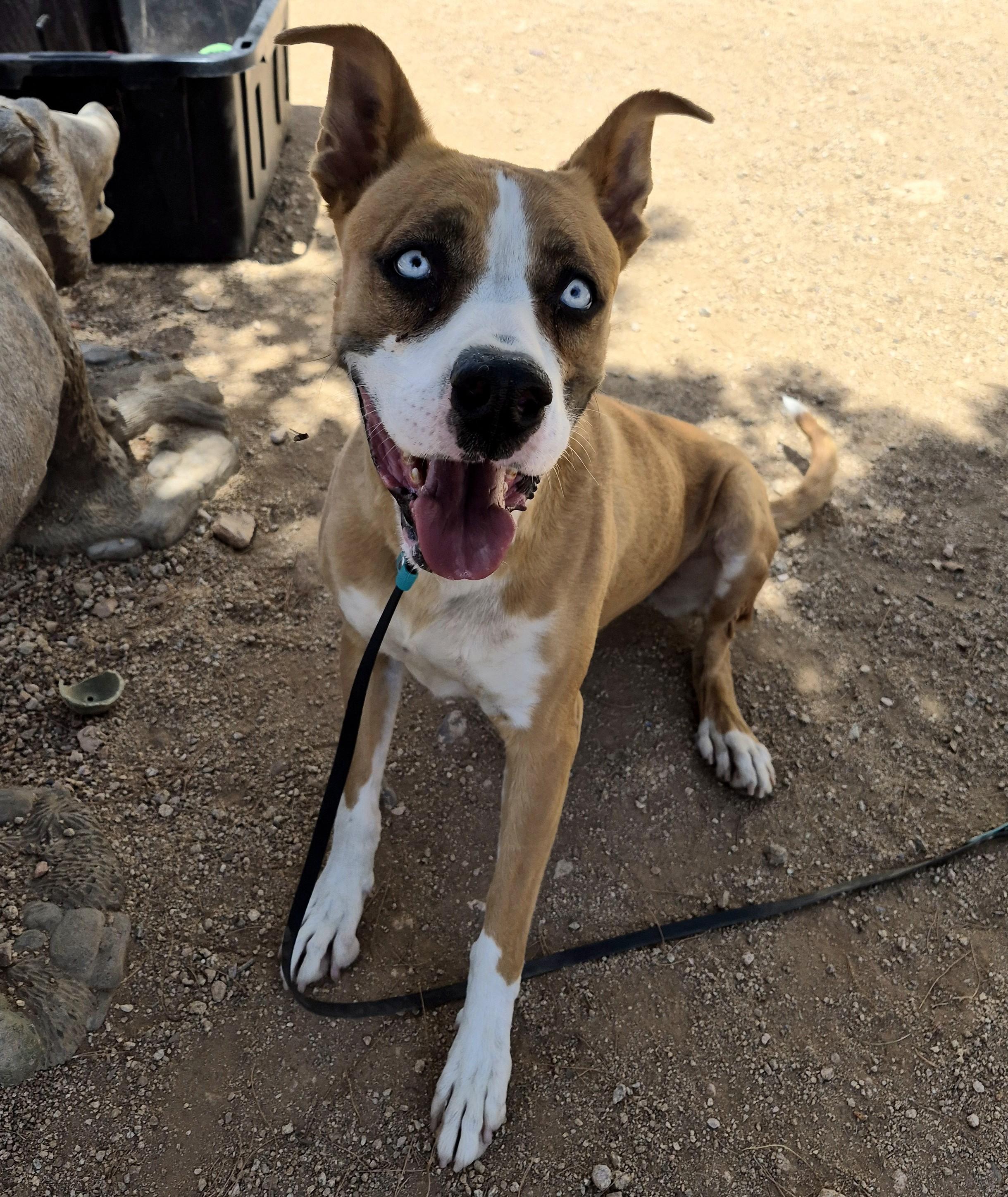 Enlarge Lola, a ADOPTABLE mixed breed in Sierra Vista, AZ image 1/2